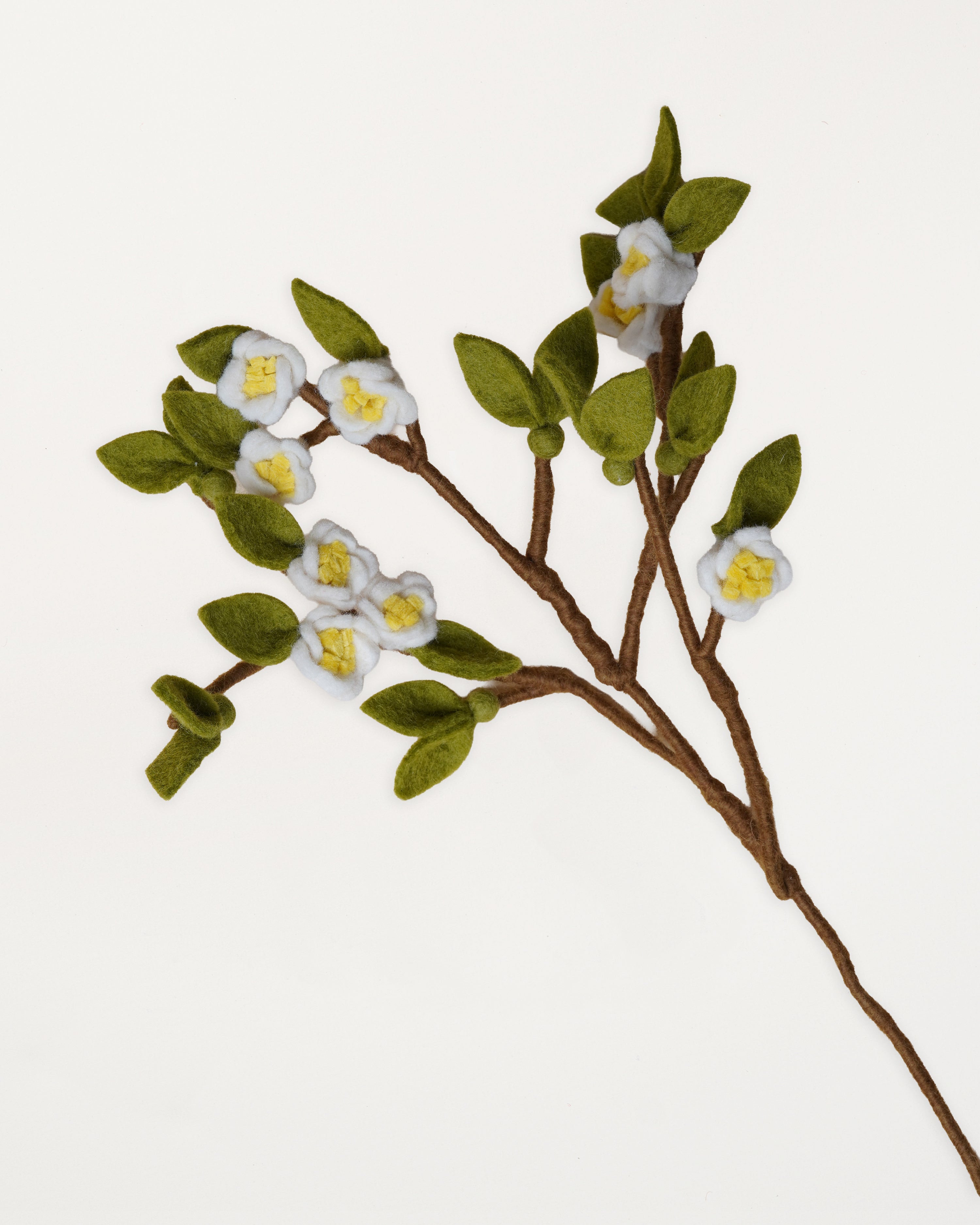 Apple Branch