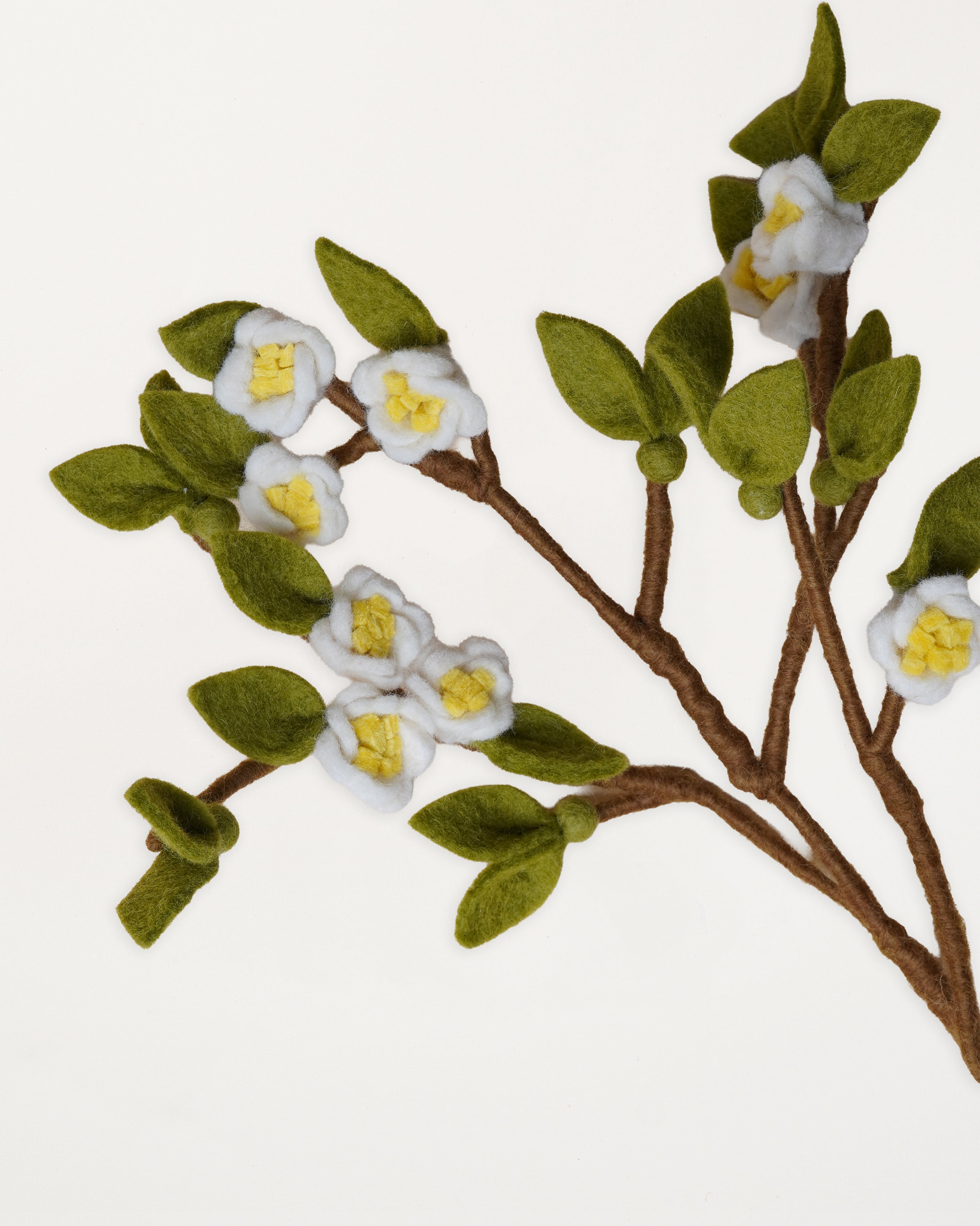 Apple Branch