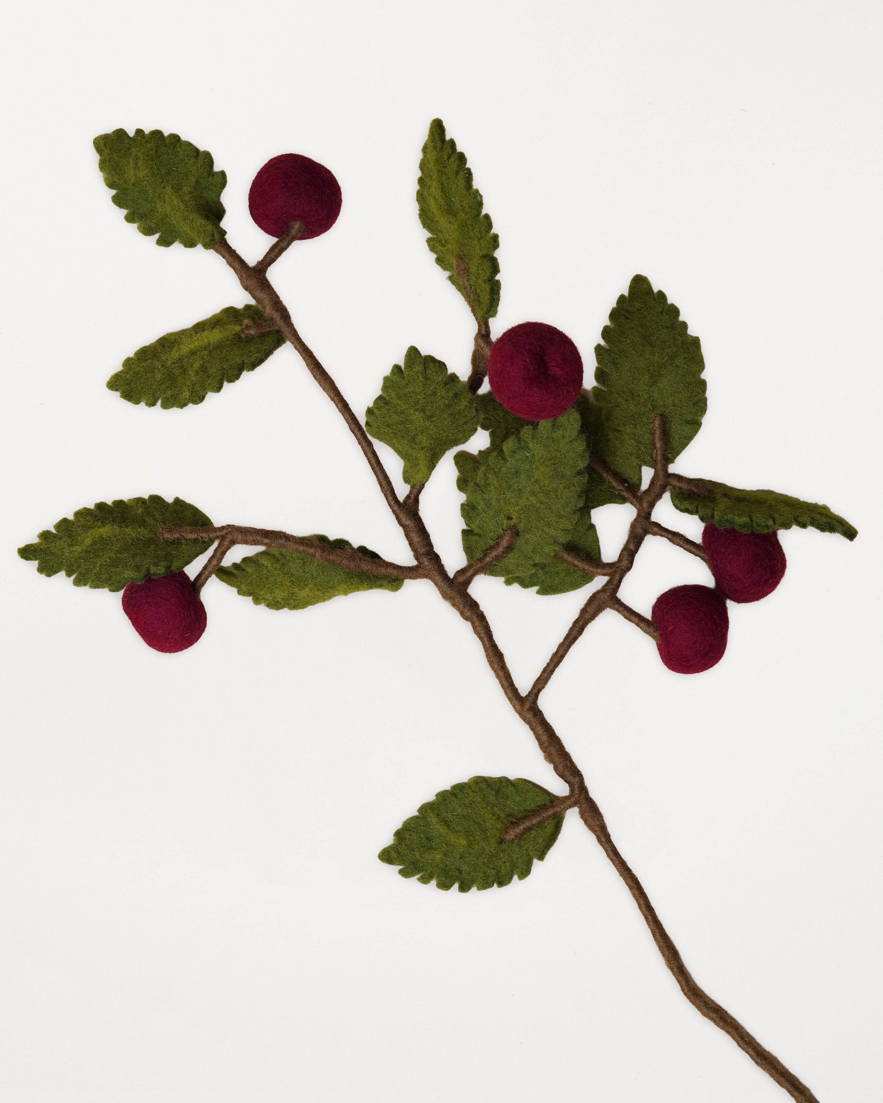 Branch Dark Red Apples