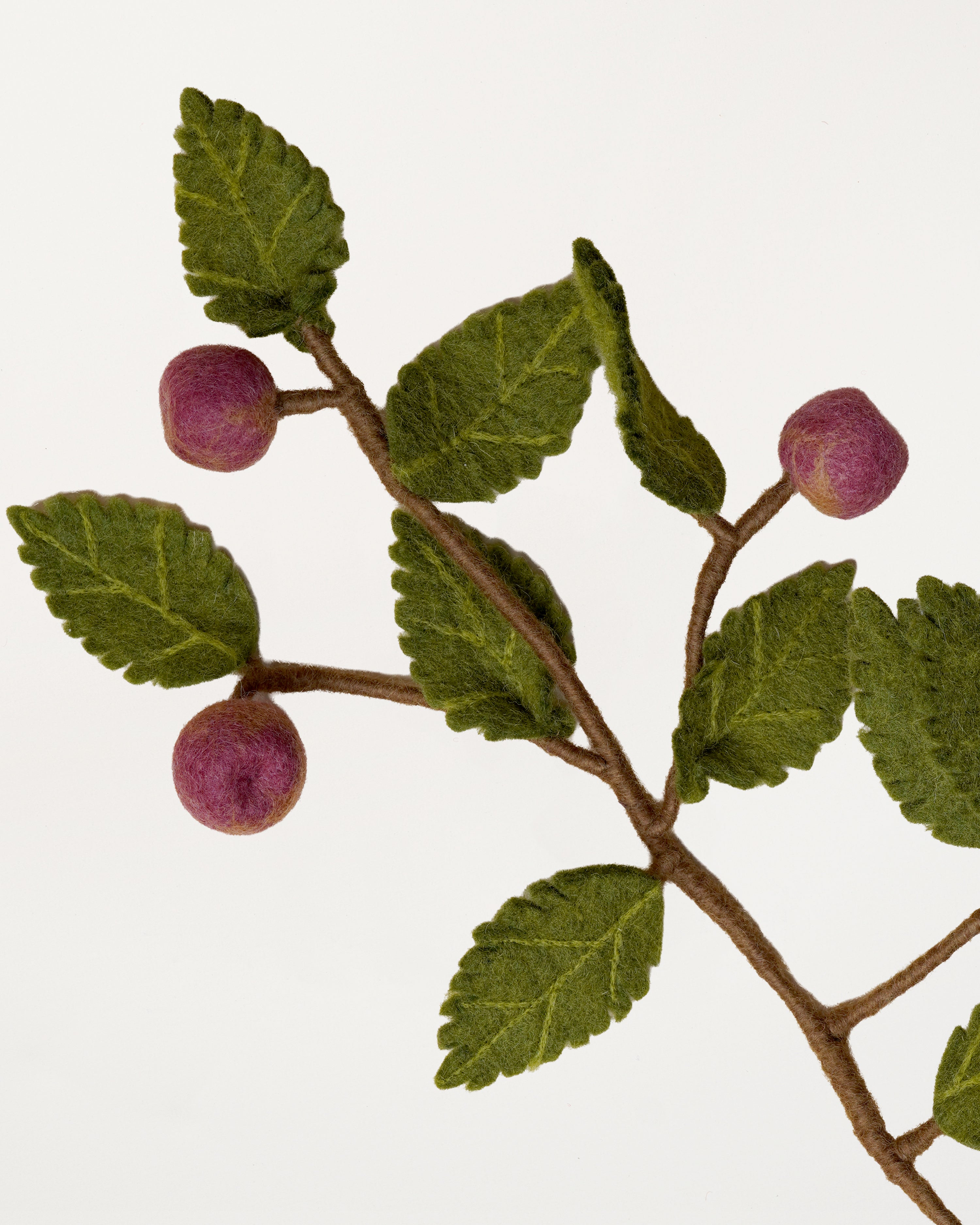 Branch Dusty Red Apples