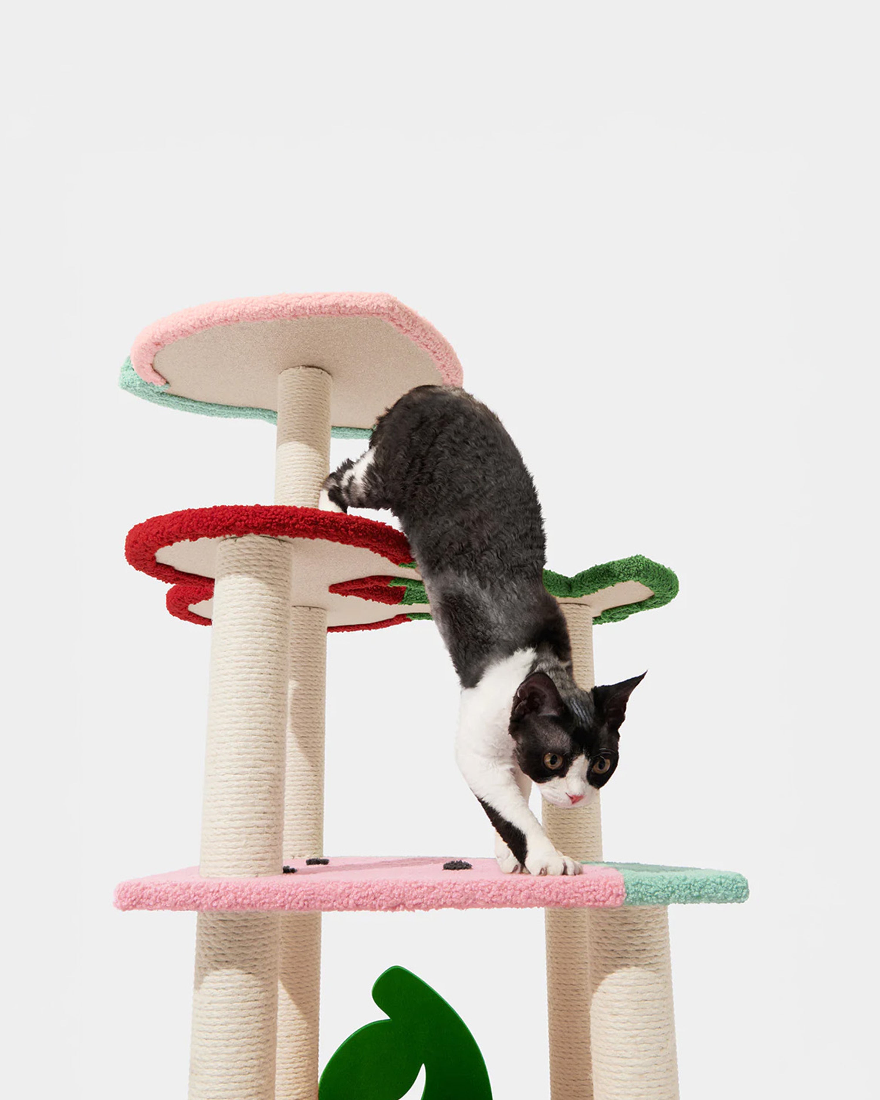 Fruit Frenzy Cat Climber