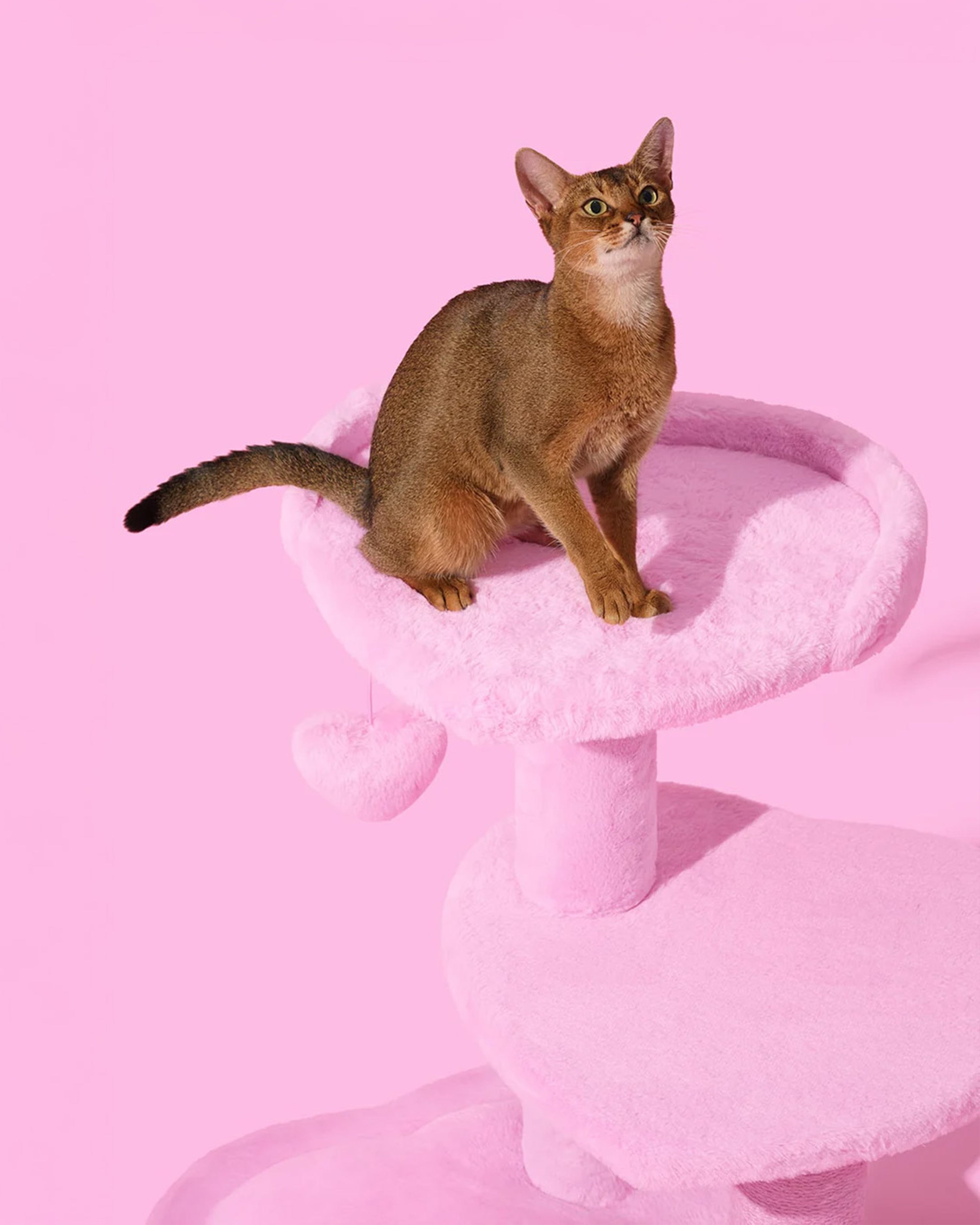 Heartpurrink Cat Climber