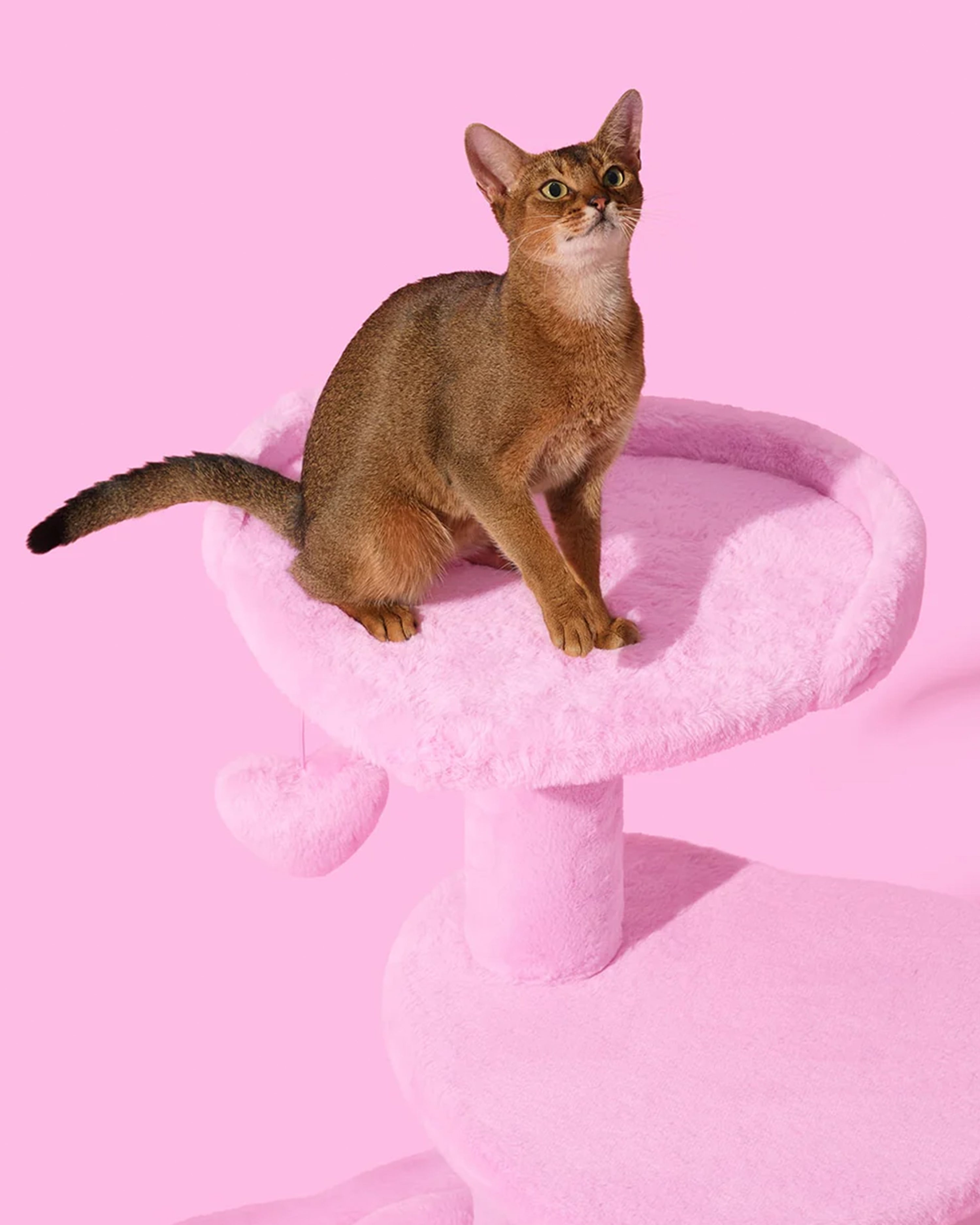 Heartpurrink Cat Climber