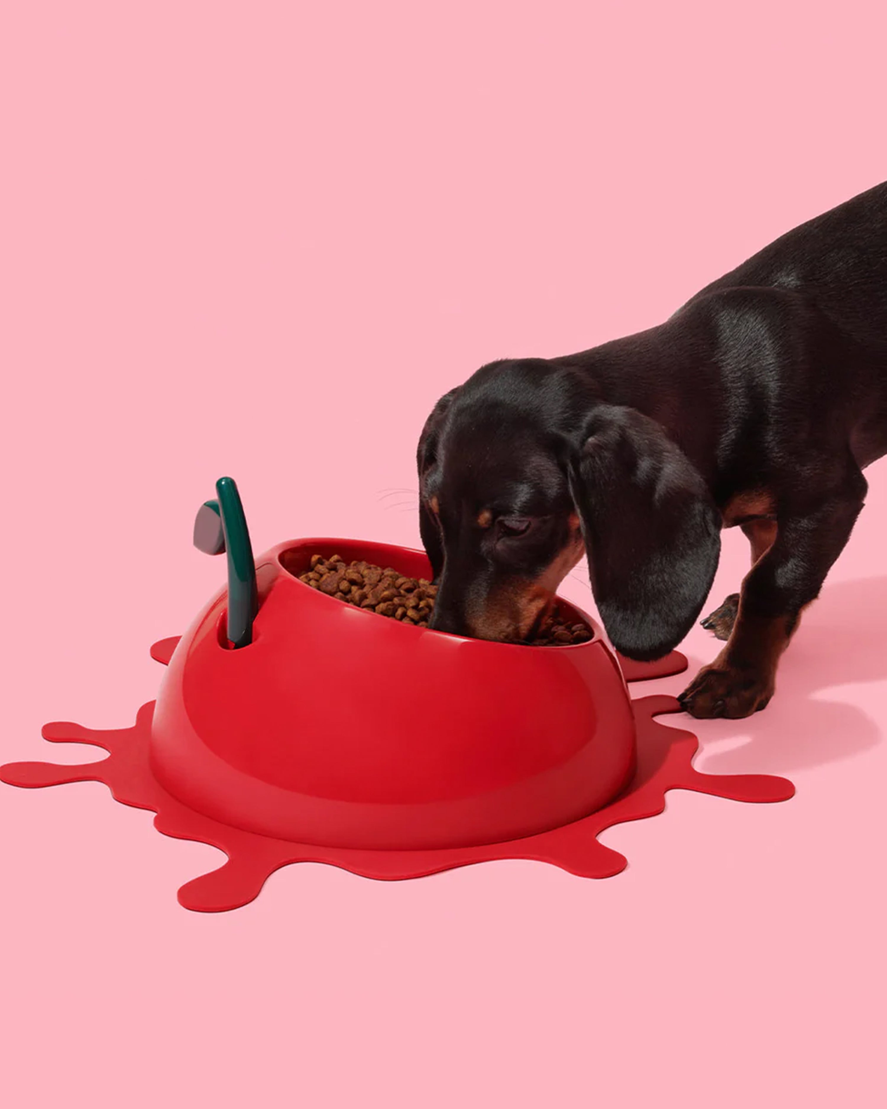 Dog eating from a red bowl on a pink background