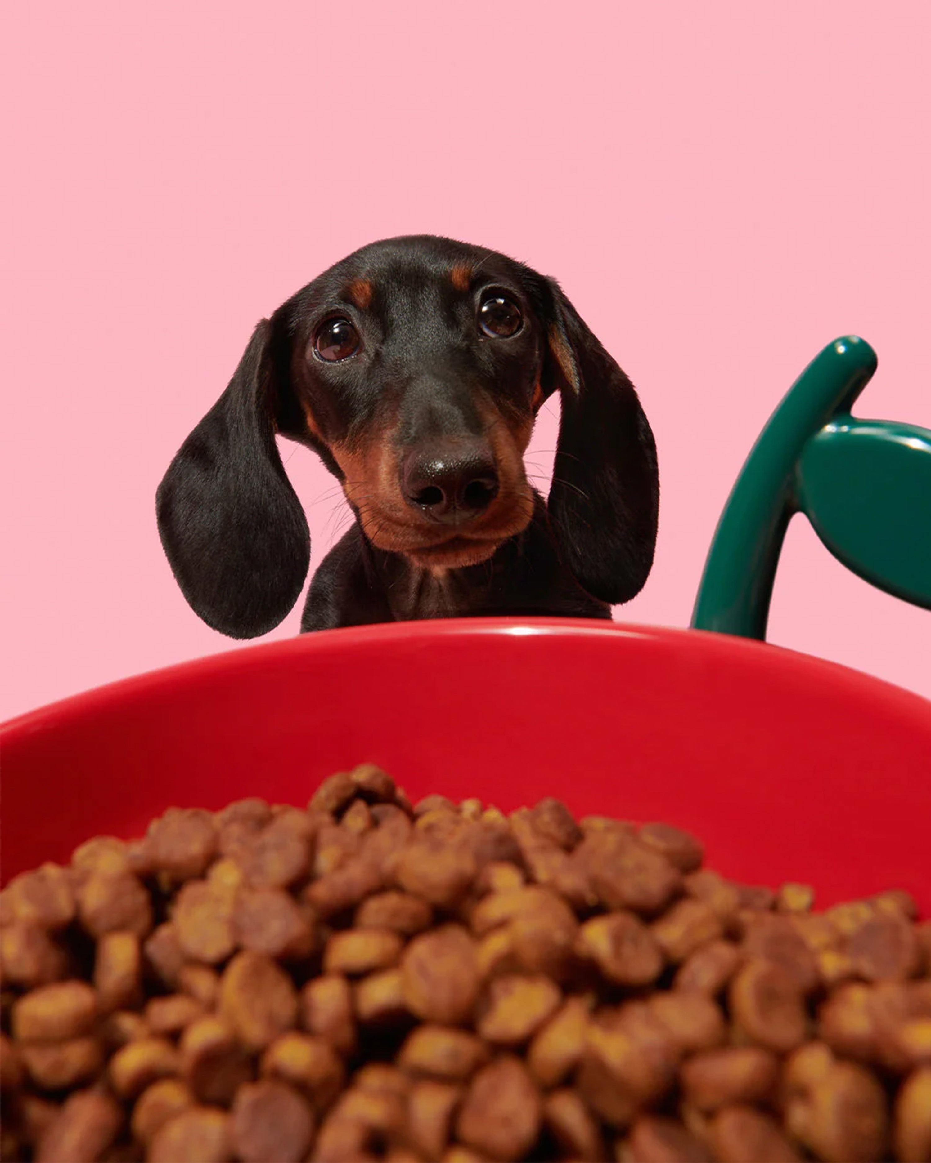 Dachshund peeking over a bowl of dog food with a pink background
