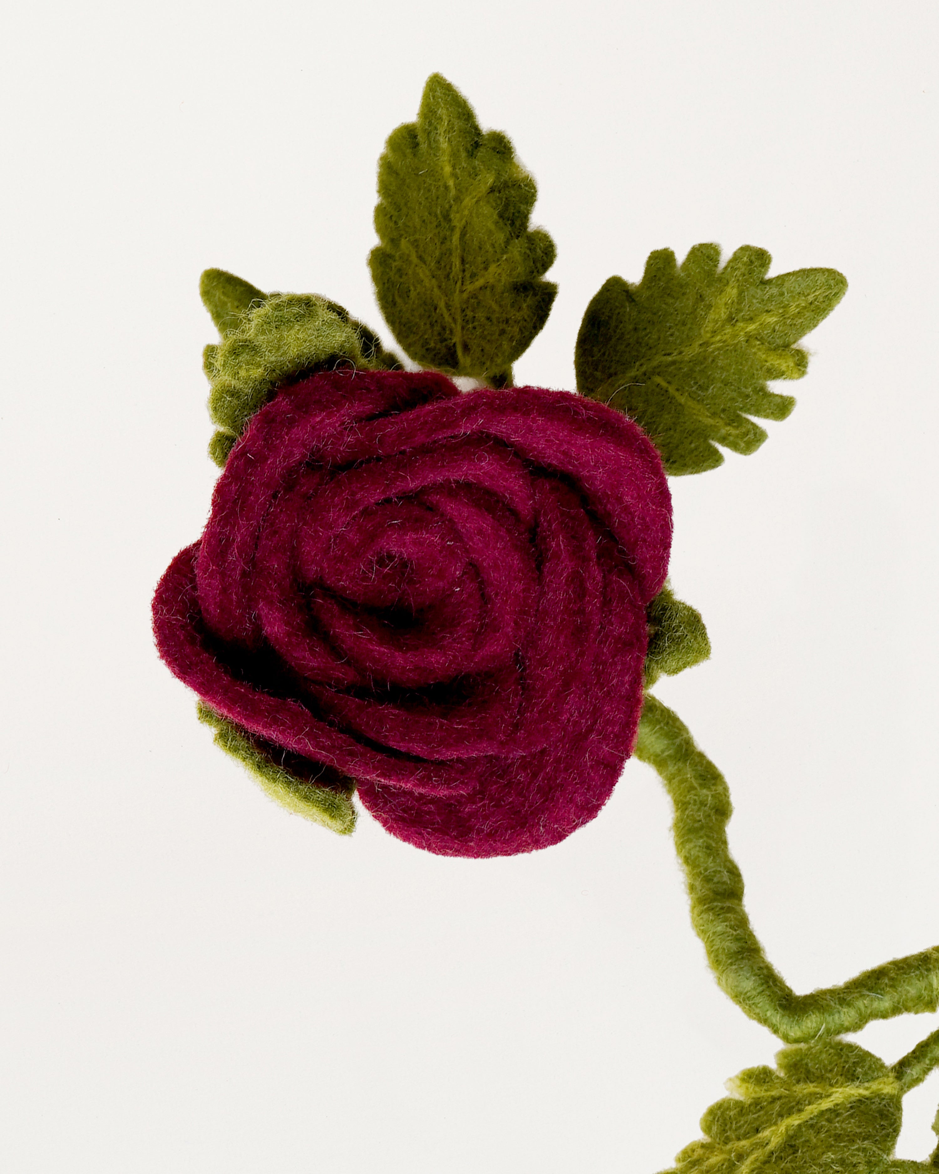 Long Red Rose