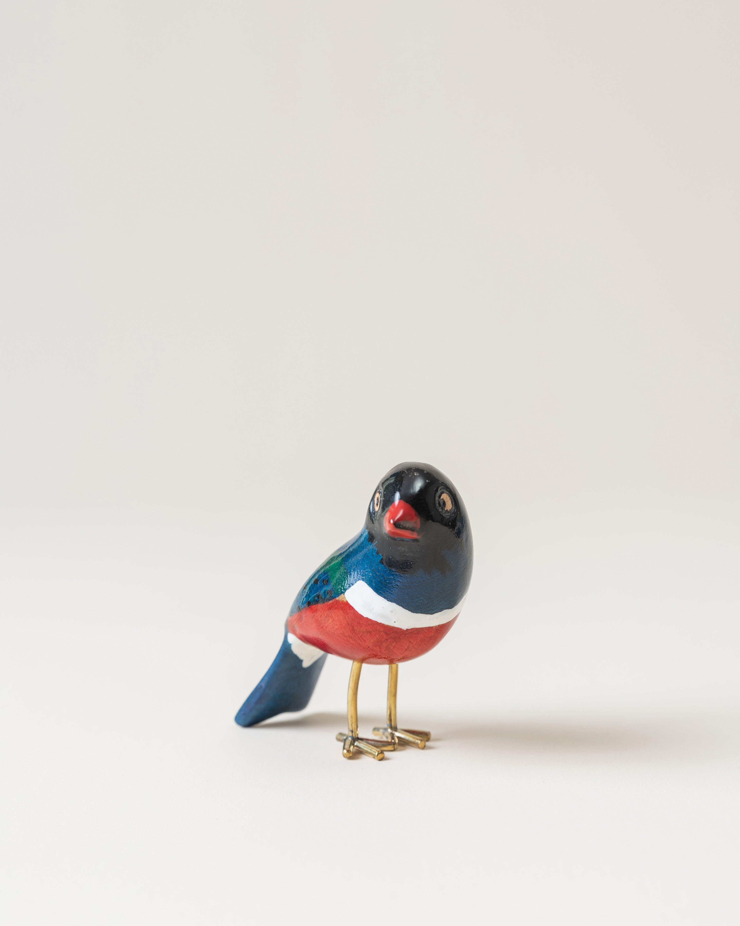 Superb Starling