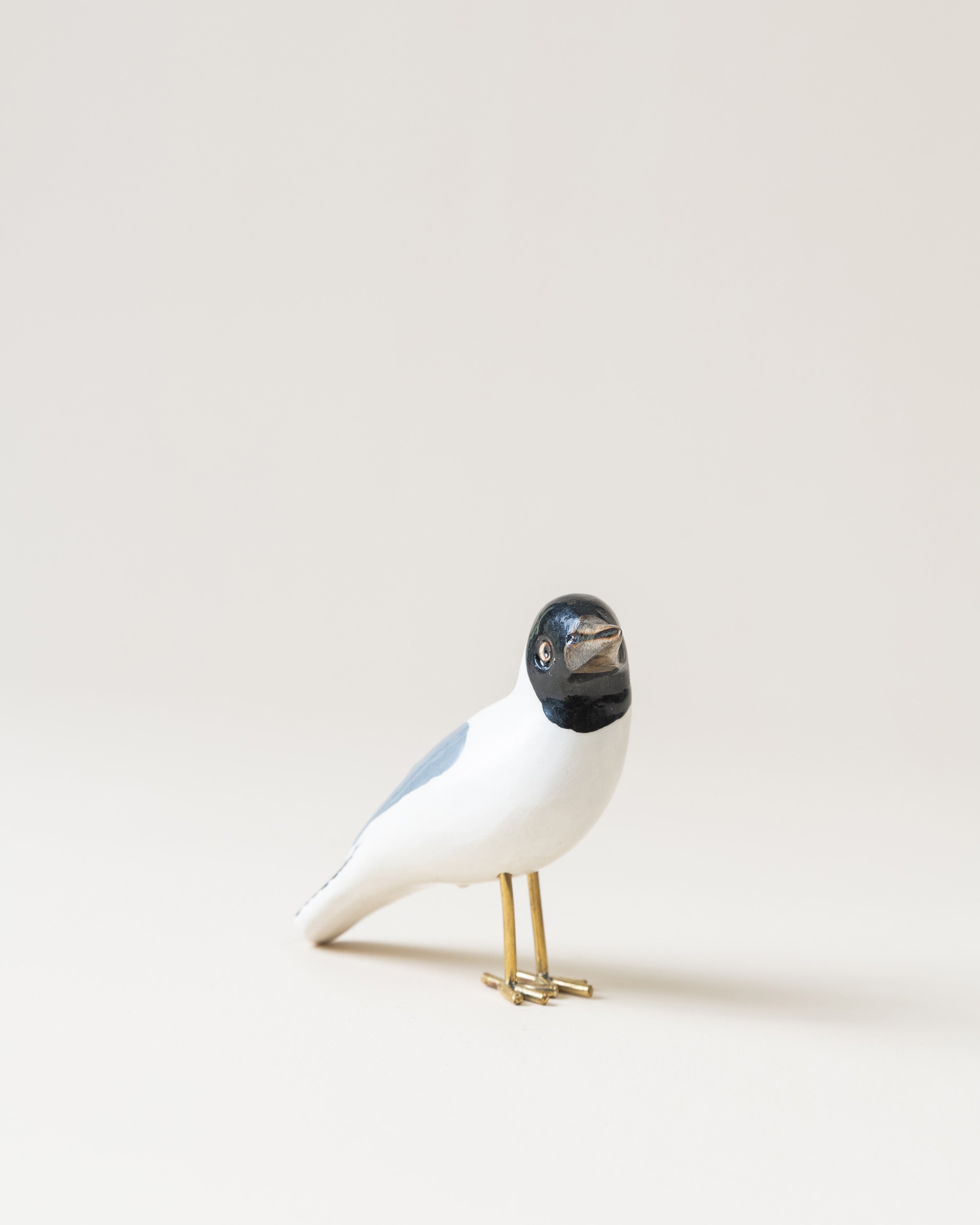 Black Headed Gull