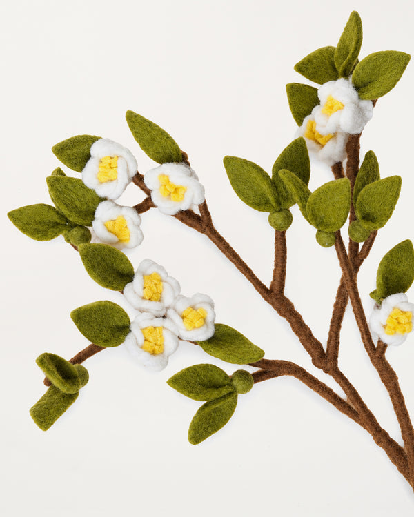 Apple Branch