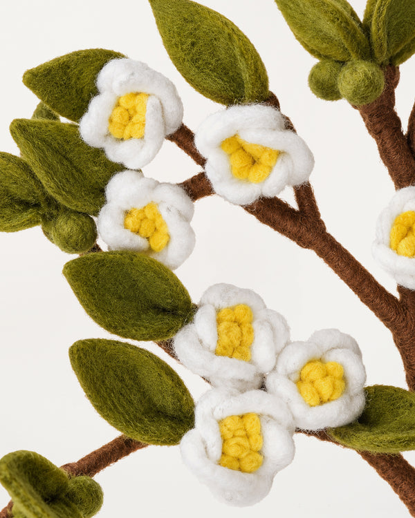 Apple Branch