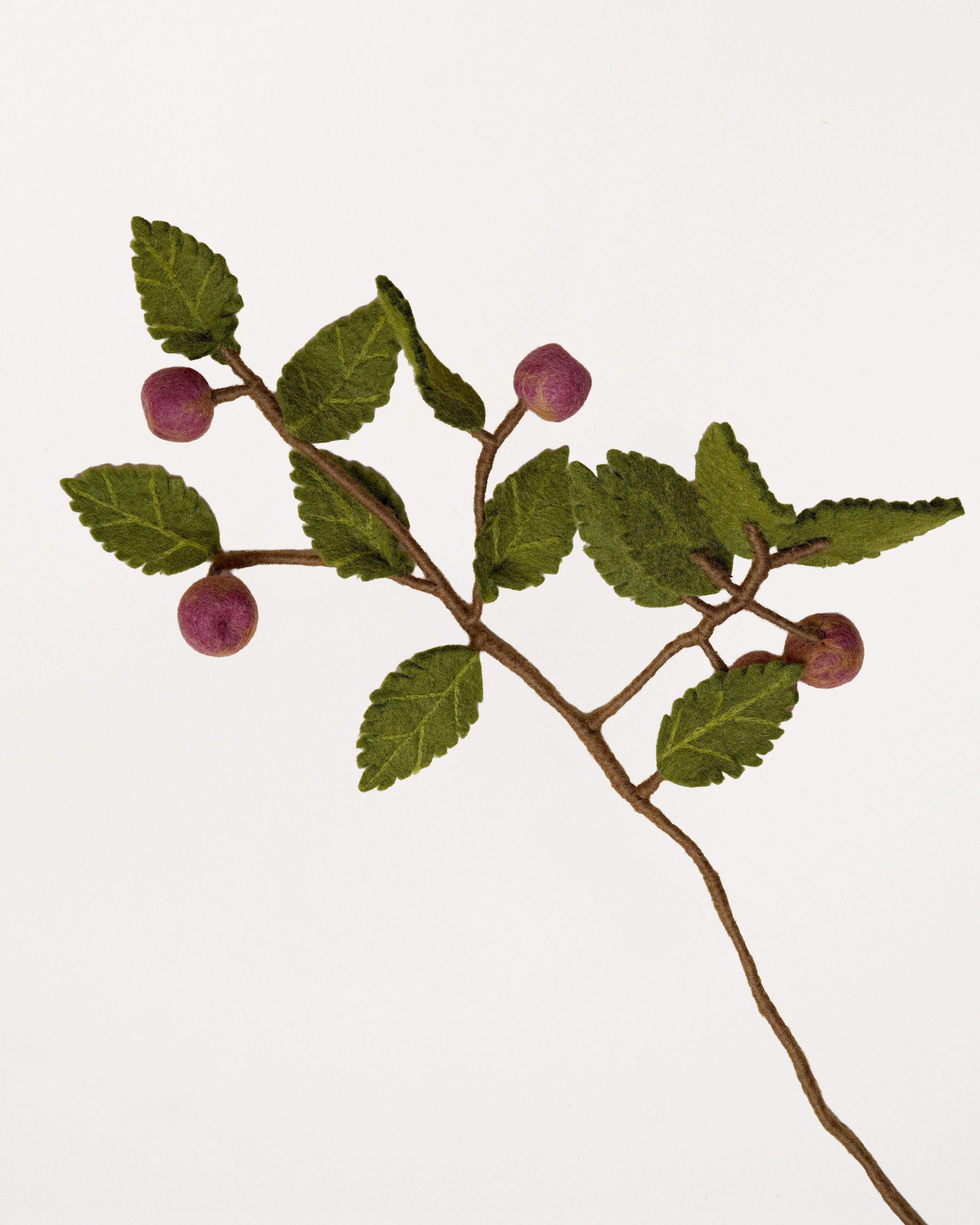 Branch Dusty Red Apples