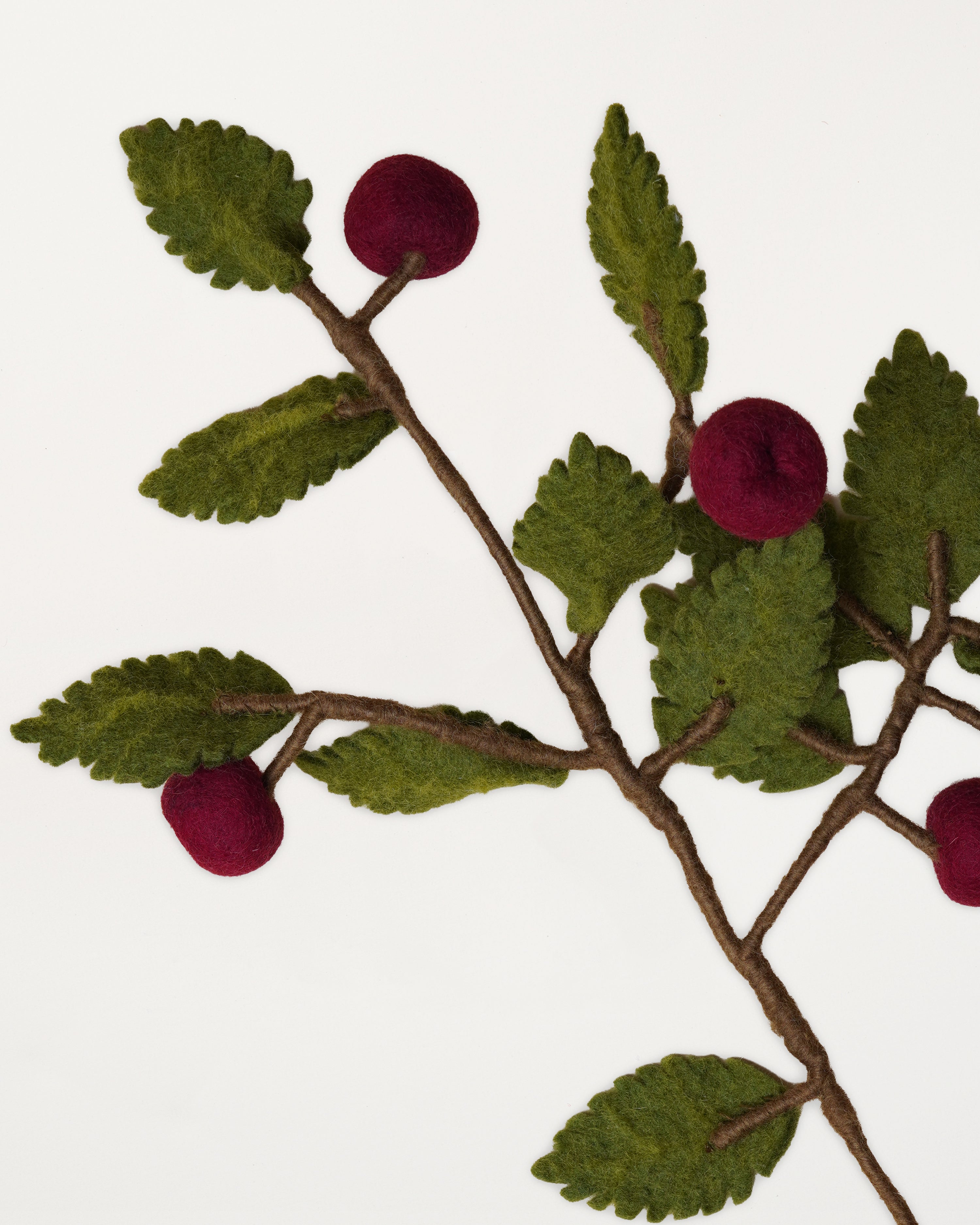 Branch Dark Red Apples