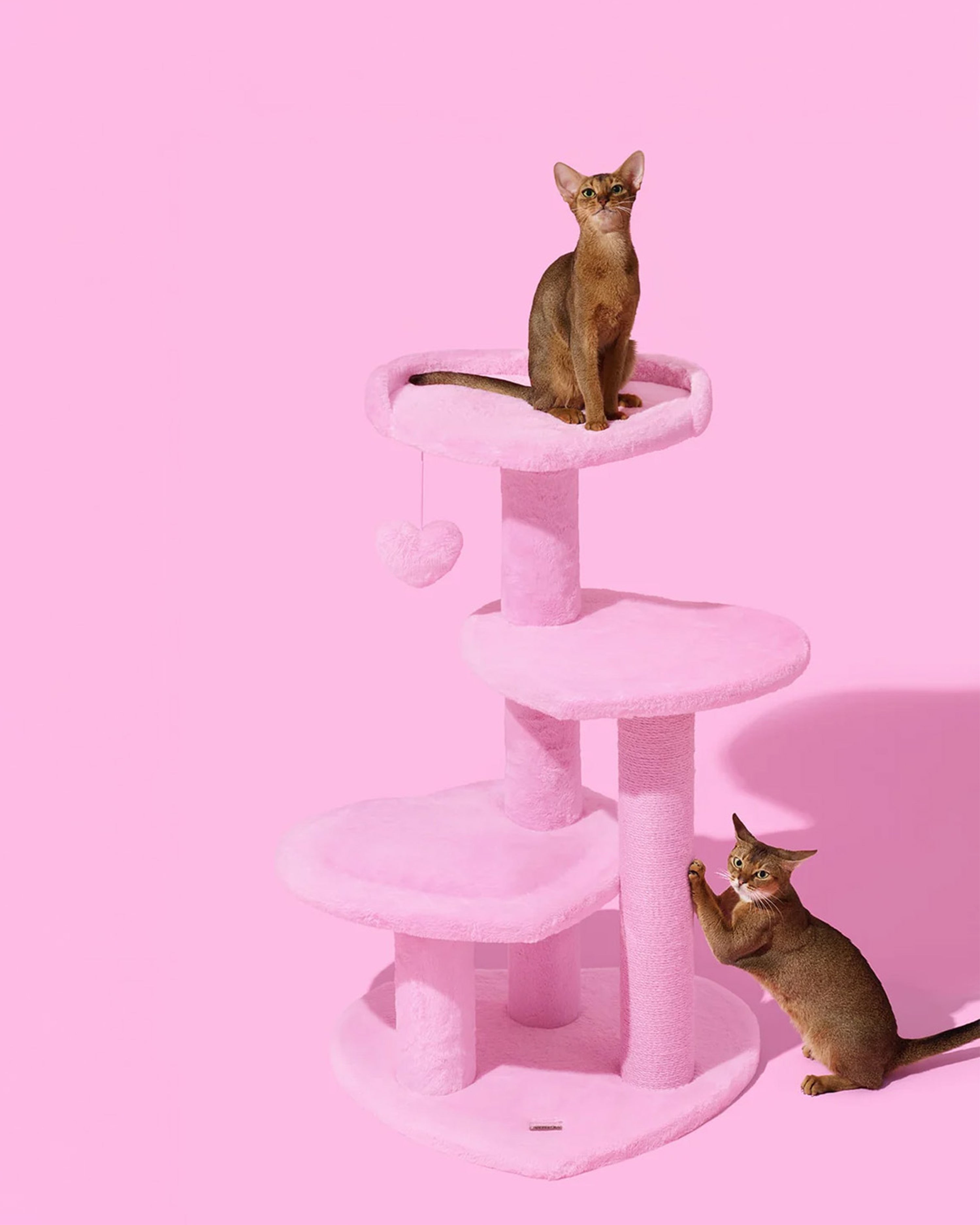 Two cats on a pink cat tree against a pink background