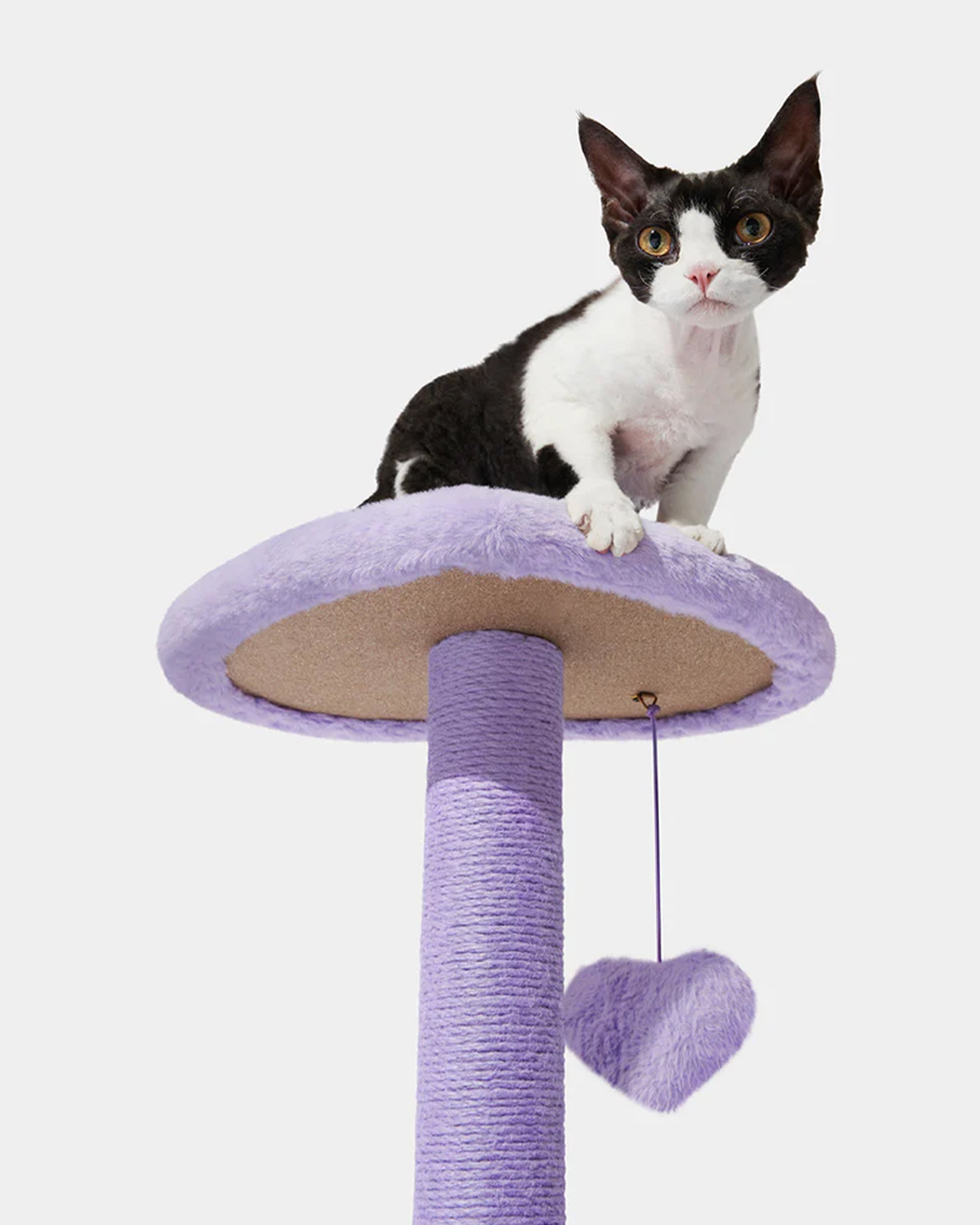 Heartpurrple Cat Climber Two Platforms