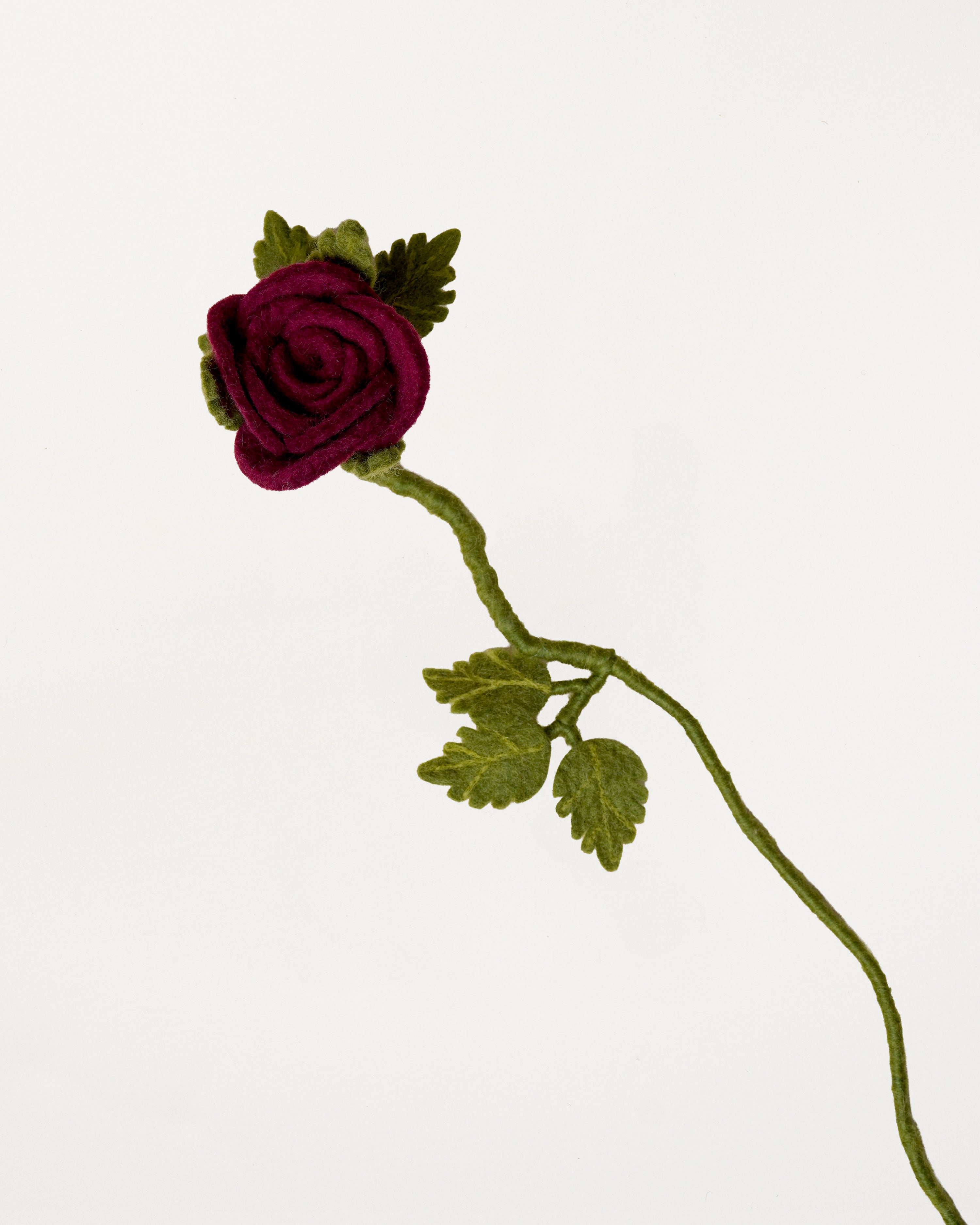 Long Red Rose