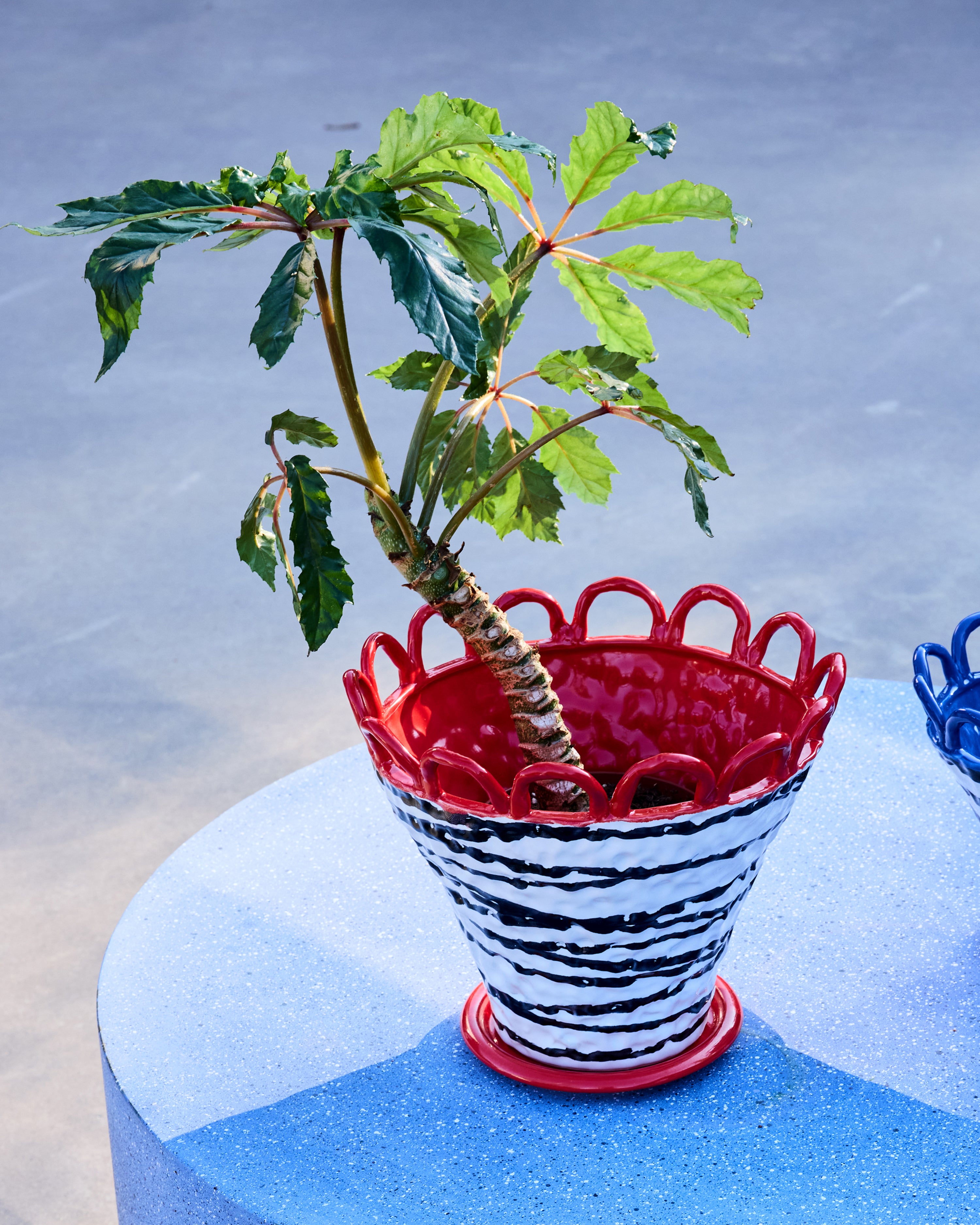 Pot Patty L Zebra/Red