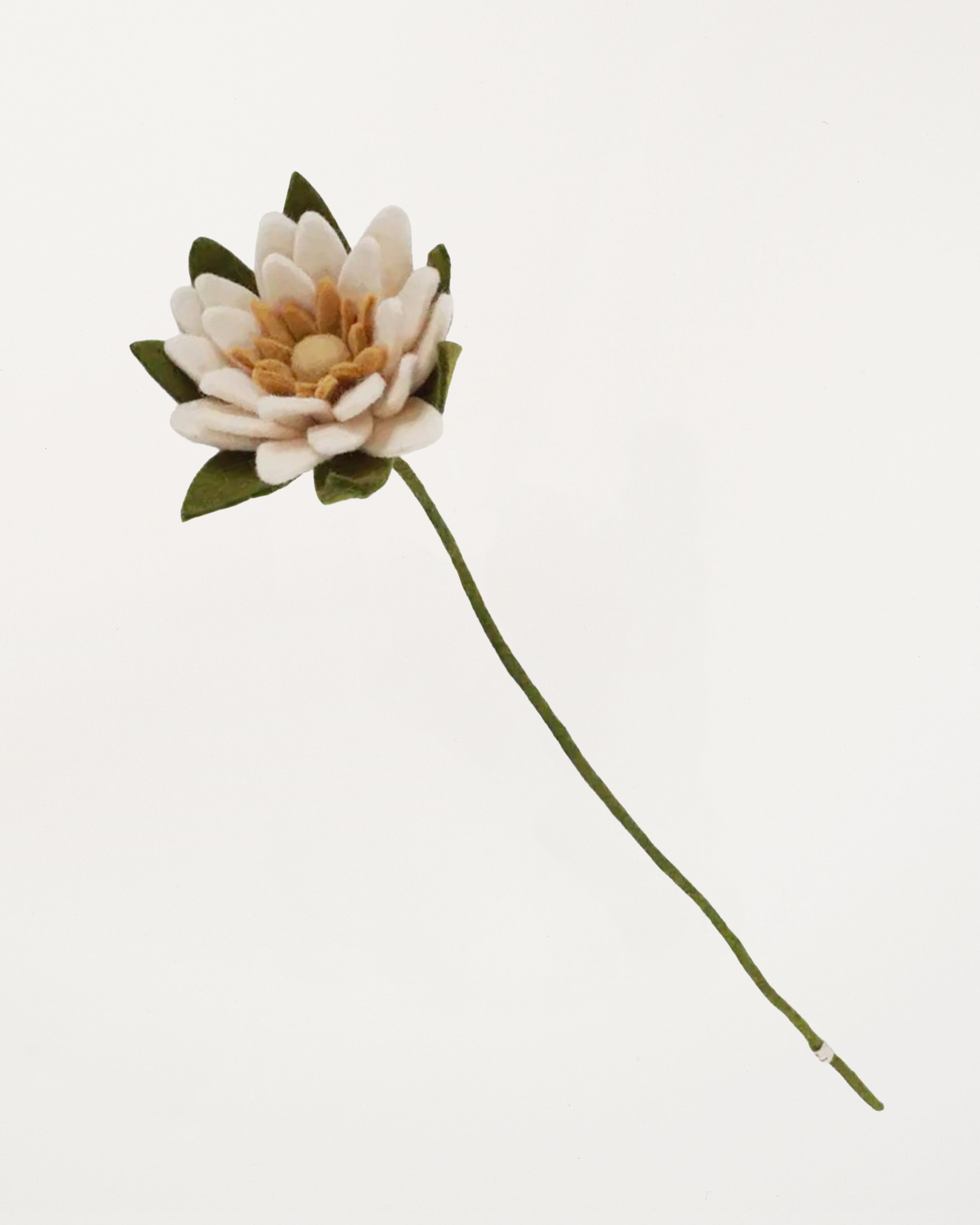 Waterlily White