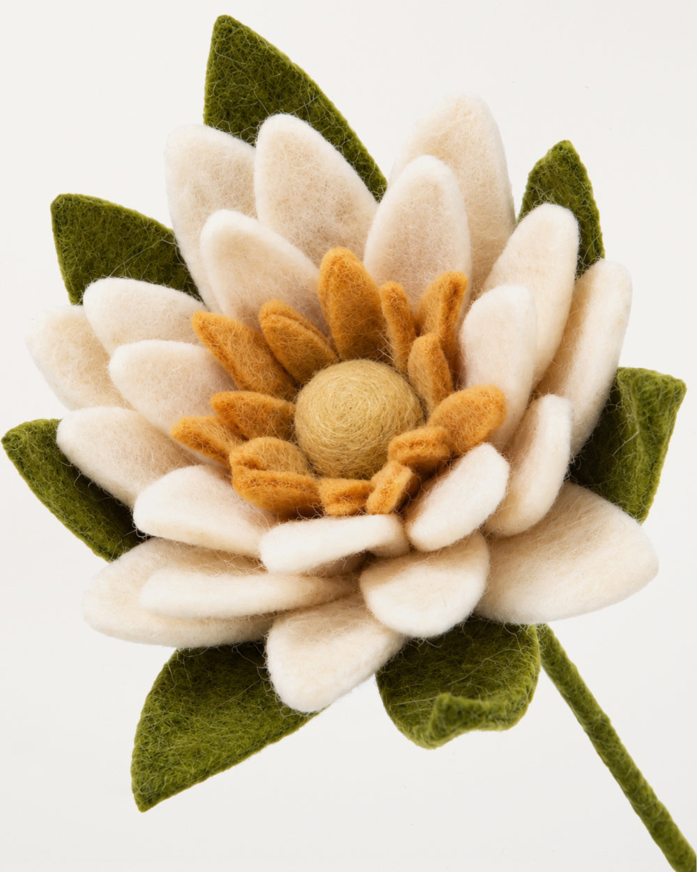 Waterlily White
